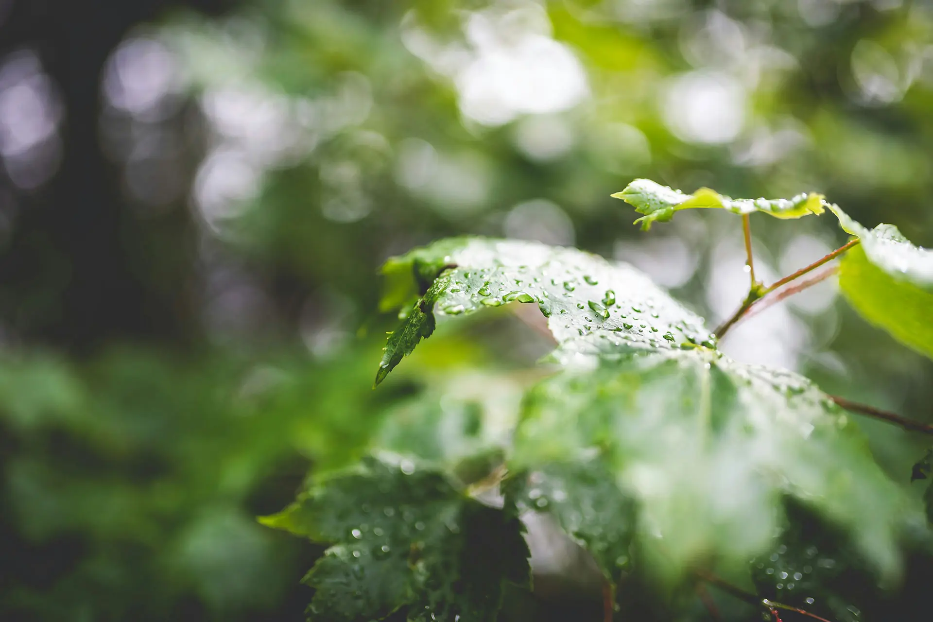 sustainability-photo